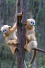 China Wild snub-nosed monkey babies Art Print